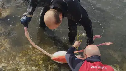 İzmir’de yürek ısıtan kurtarma operasyonu: Flamingo yeniden özgür