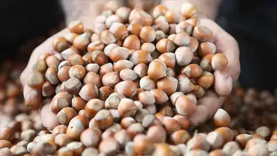 Fındıkta rekor kırıldı… Milyar dolarlık gelir, Avrupa pazarı Türkiye’yi tercih etti!