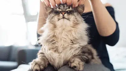 Bilim insanları, kedinizin mırlamasının miyavlamasından daha eşsiz olduğunu keşfetti.