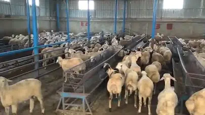 Tunceli’de büyük vurgun! Hayvan pazarı değil, tuzak pazarı...