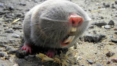 Daha önce bilinmeyen tür keşfedildi: Bilim dünyasında yaknkı uyandırdı