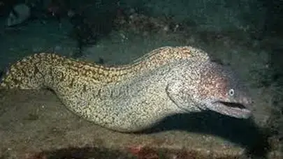 Müren balığı Survivor 2026 ile gündemde! Zehirli mi, hangi durumlarda yenmez?