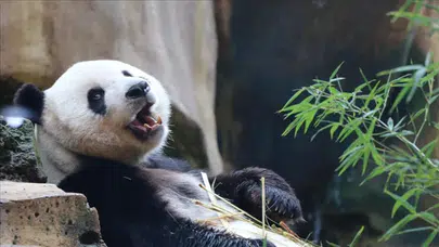 Binlerce ziyaretçi Ueno’da: Japonya, 50 yıl sonra ilk kez pandasız kalacak!
