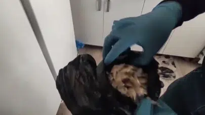 Evinden uyuşturucu fışkırdı! 'Uygun bulunca toplu alıyorum' diyerek kendini savundu