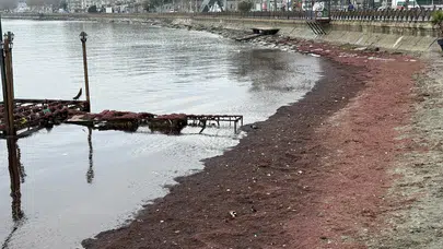 Tekirdağ'da kırmızı alarm: Sahilin görüntüsü tedirginlik yarattı!