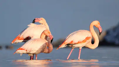 Kastamonu’da doğa sürprizi: Flamingolar Ezine Çayı’nda