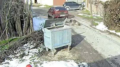 'Bu nasıl bir insanlık' : Bolu'da ezilen köpeğin vücudundan 400 saçma çıktı!