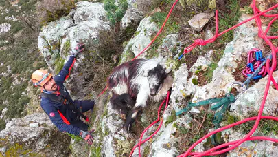 Keçi dağda mahsur kaldı, ekipler harekete geçti! Bucak’ta nefes kesen anlar
