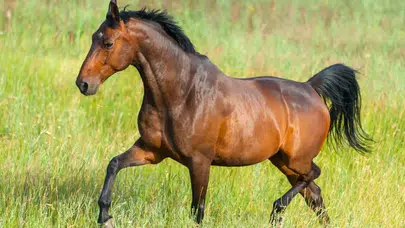 Kahve Falında At Görmek Ne Anlama Gelir? Falda At Figürü Kısmet mi, Güç mü, Murat mı Demek?