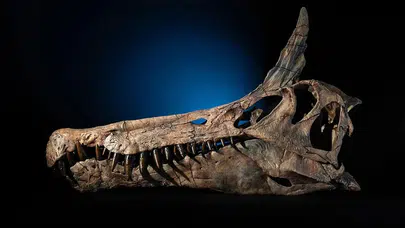 95 milyon yıllık fosil, ejderhayı andıran görünümüyle bilim dünyasını büyüledi!