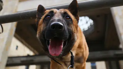 Rüyada Köpek Kovalaması ve Isırıldığını Görmek Ne Demek? Bu Rüya Neye İşaret Eder?
