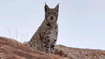 Vaşak’ın Nesli Tükendi mi, İnsanlara Zara Verir mi?