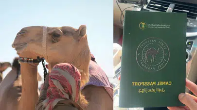 Suudi Arabistan’da Develer Kimlikleniyor! Pasaport Dönemi Başladı