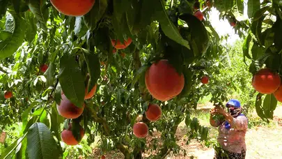 Şeftali ishale iyi gelir mi, ishal yapar mı, mideye zarar verir mi?