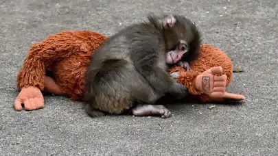 Annesiz Kalan Punch’ın Peluş Oyuncağı Fenomene Dönüştü