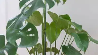 Unutulmuş bir tarım terimi olan İspalya yeniden hatırlandı