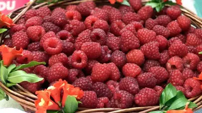 Dağ Ahududusu kilo aldırır mı, vitamin ve mineral ihtiyacını karşılar mı? Düşük kalori, yüksek vitamin dengesi