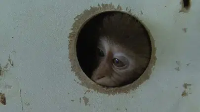 Antalya’da yakalanan Rhesus maymunu gerçeği ortaya çıkardı