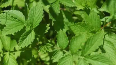 K harfi ile başlayan bitki isimleri nelerdir? İsim şehir oyununda baş harfi K olan sebze ve meyveler