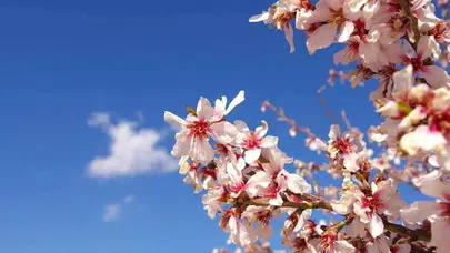 Cemre Takvimi 2026: Doğa Ne Zaman Uyanacak?