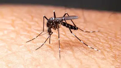 Sinek ısırığı iltihaplanması nasıl anlaşılır, kaç günde iyileşir, hasta eder mi, tehlikeli mi?