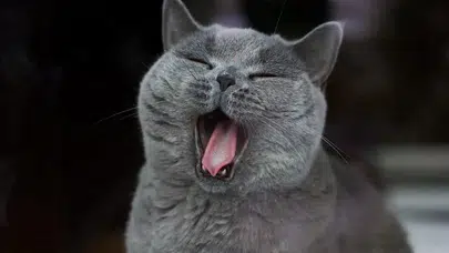 Kediniz Sürekli Esniyor mu? Bu Belirtiyi Sakın Hafife Almayın