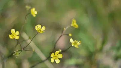 Doğa Isınmaya Başlıyor! Cemreyle Birlikte Bahar Geri Sayımda