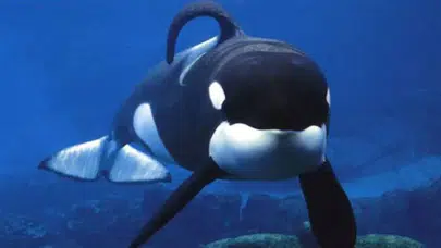 Meksika kıyıları açıklarında Pasifik Okyanusu’nda orkalar köpekbalığını nasıl avladı?