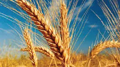 Öşür ile zekât arasındaki fark nedir? Hangi ürünlerden alınır, oranı kaçtır?