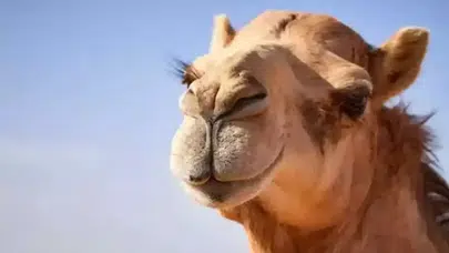 Maskat’ta Botoks Operasyonu: 20 Deveye Şok Diskalifiye!