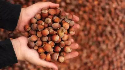 Şubat 2026 fındık fiyatları şehir şehir ne kadar, Levant kalite ve Giresun kalite kaç TL?