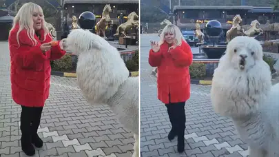 Safiye Soyman Alpakayı Sevdi Ama Karşılığı Tükürük Oldu!