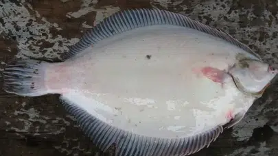 Sağlıklı Beslenenlerin Gözdesi Dil Balığı Patatesle: İşte Kalori ve Protein Detayı