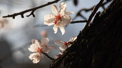 Baharın habercisi son cemre için tarih belli oldu!