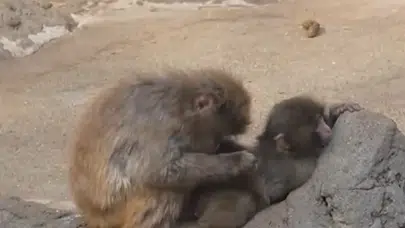 Yavru maymun Punch olayı nedir? Japonya Ichikawa Hayvanat Bahçesi’nde makak Punch neden oyuncağını bırakmıyor?