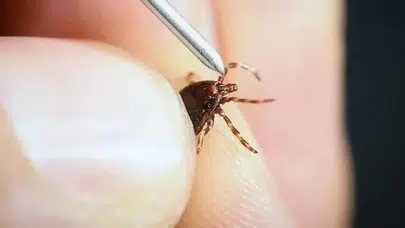 Keneler uçar mı, nasıl konar, zıplıyor mu? Yaz sıcaklarıyla yükselen riskin nedeni