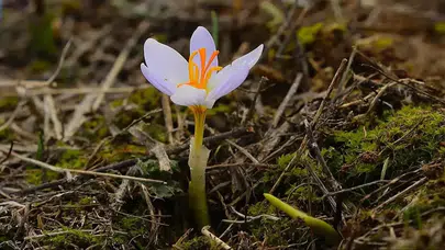 Havalar Isınıyor Mu, Sıcaklıklar Ne Zaman Artacak, (2026) İlk Cemre Ne Zaman Düşecek?