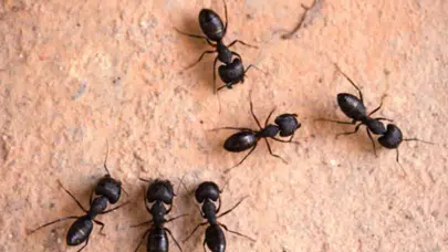 Evde Karınca Görülmesini Engelleme Yöntemleri!