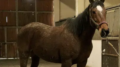 TMSF’den satılık safkan İngiliz kısrağı ve Dişi Tay açık artırmada