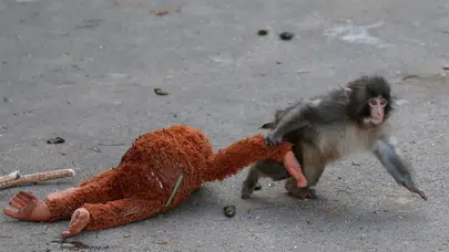 Bir Oyuncak, Bir Yalnızlık ve Küresel Bir Fenomen: Punch Maymun Gerçeği