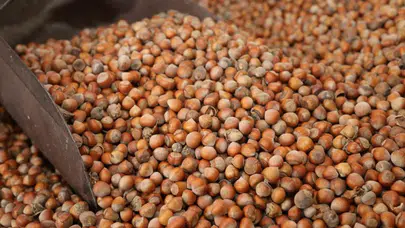 Pazartesi fındık fiyatı ne kadar oldu, Ordu ve Samsun fındık fiyatları yükseldi mi? 16 Şubat son durum