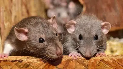 Kahve Falında Fare Görmek Ne Anlama Gelir? Fincan ve Fincan Tabağında Görülen Fare Şekli Ne İfade Eder?