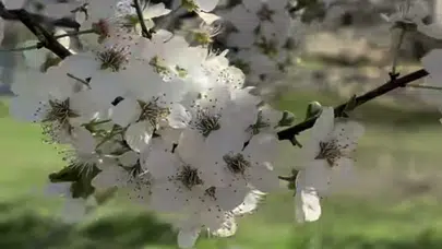 Baharın müjdecisi ilk cemre havaya düştü: Gözler şimdi suda ve toprakta