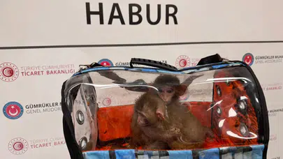 Ticaret Bakanlığı ekipleri 85 binden fazla canlı hayvan ele geçirdi