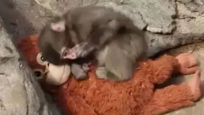 Peluş Oyuncağıyla Dünyayı Ağlatan Maymun: Punch’ın Hikâyesi