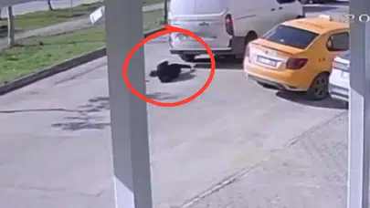 Geri Manevra Faciaya Yol Açtı, Adana’da Cep Telefonuna Bakan Yaya Kamyonetle Çarpıştı