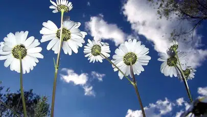 Bahar Adım Adım Geliyor, 2. Cemre Düştü Mü, Sırada Su ve Toprak Var