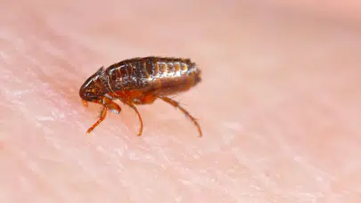 Evde Pire Neden Olur, Pireden Nasıl Kurtulabiliriz?