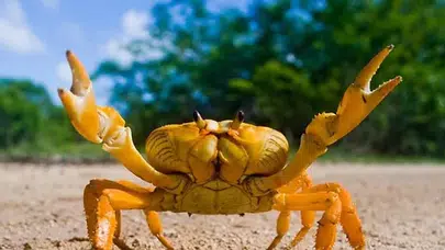 Rüyada Yengeç Görmek Ne Anlama Gelir? Rüyada Yengeç Yemek, Yengeç Öldürmek, Yengeç Tutmak ve Yengeç Yumurtası Görmek Tabiri