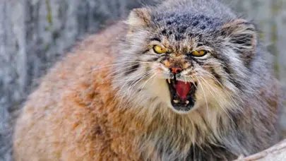 Sosyal medyada fenomen olan Pallas kedisi, öldü mü, nasıl bu kadar ünlü oldu, ölüm sebebi ne, kaç yaşındaydı?